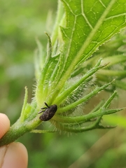 Eubulus