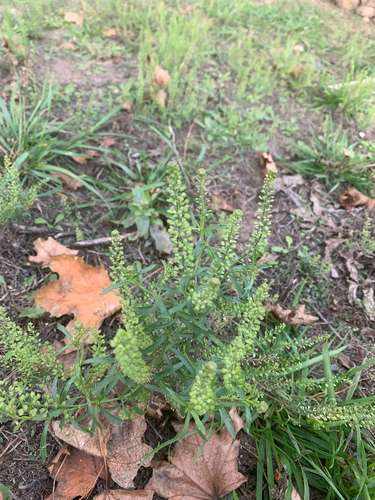 Lepidium densiflorum observed 2026-10-22