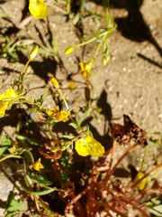 Camissonia sierrae sierrae