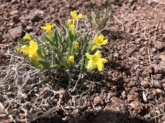 Lithospermum incisum