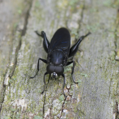 Chalcosyrphus chalybeus