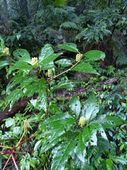 Phytolacca japonica