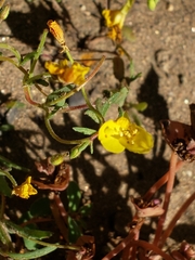 Camissonia sierrae sierrae