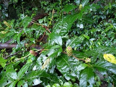 Phytolacca japonica