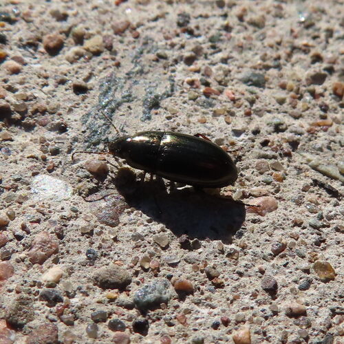 Sun Beetles