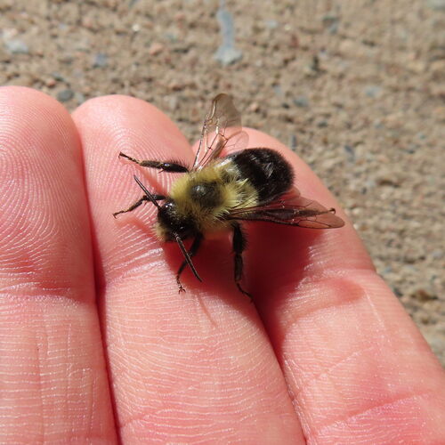 Common Eastern Bumble Bee