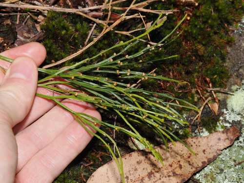 Psilotum nudum observed 2026-10-23