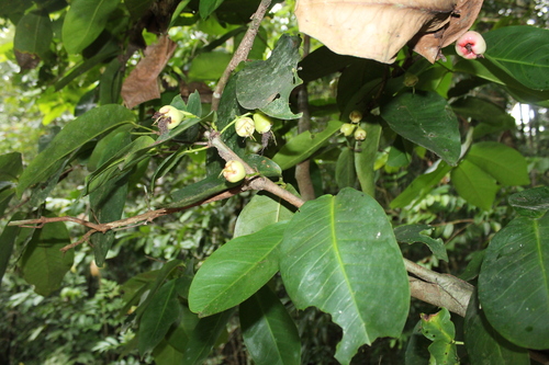 Syzygium aqueum observed 2026-10-23