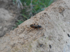 Ichneumon sarcitorius
