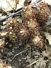 Conopholis americana