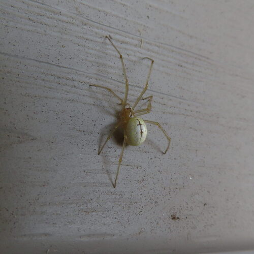 Common candy-striped spider
