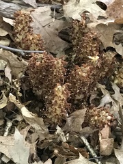 Conopholis americana