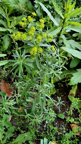 Euphorbia esula observed 2026-10-23