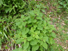 Lamium orvala