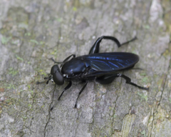 Chalcosyrphus chalybeus