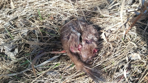 Mustela richardsonii