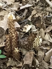 Conopholis americana