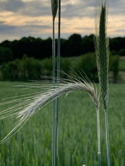 Triticum