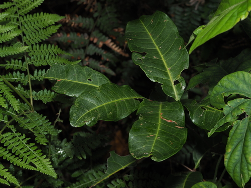 Cupaniopsis observed 2026-10-23