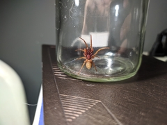 Dysdera crocata