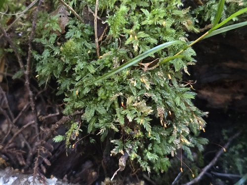 Pyrrhobryum observed 2026-10-21