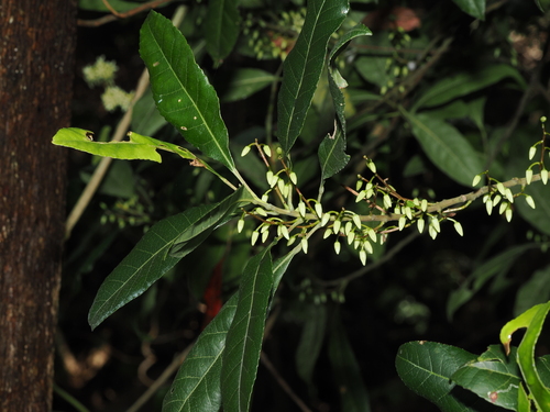 Elaeocarpus reticulatus observed 2026-10-23