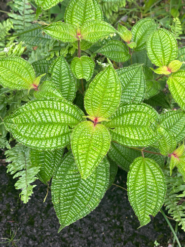 Miconia crenata observed 2026-10-22