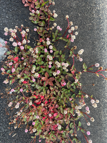 Persicaria capitata observed 2026-10-22
