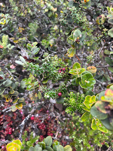Leptecophylla tameiameiae observed 2026-10-22