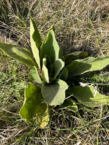 Verbascum thapsus observed 2026-10-22