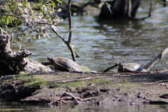 Mauremys leprosa leprosa