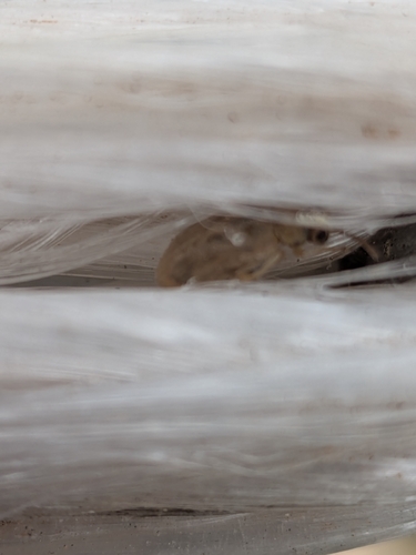 Monoxia obesula