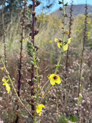 Verbascum virgatum observed 2026-10-22