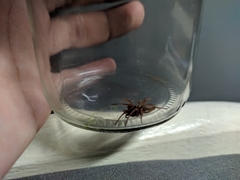 Dysdera crocata