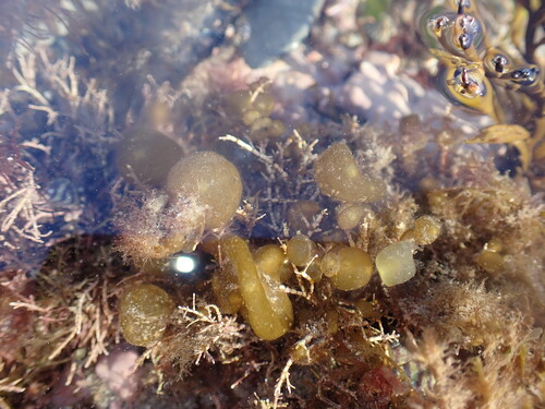Colpomenia observed 2026-10-18