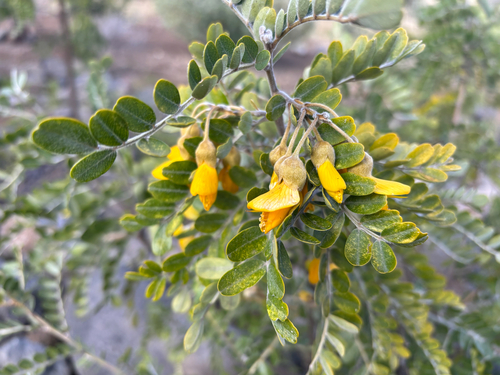 Sophora chrysophylla observed 2026-10-22