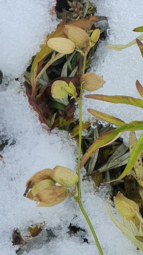 bladder campion photograph by the iNaturalist community