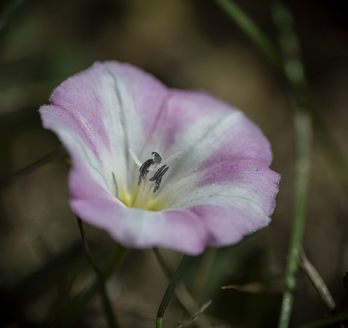 field bindweed photograph by the iNaturalist community