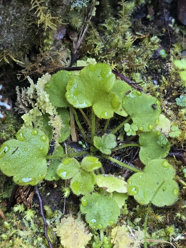 Ranunculus reflexus observed 2026-10-21