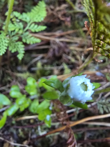 Anaphalioides bellidioides observed 2026-10-21