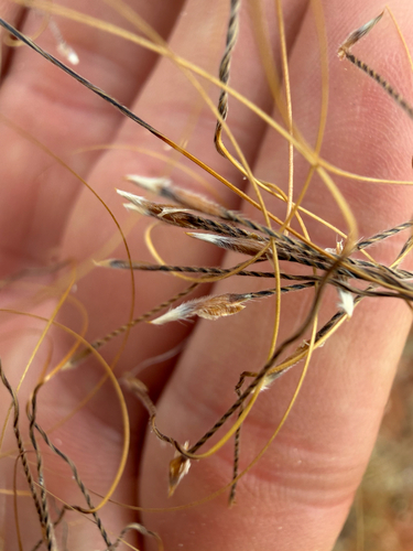 Austrostipa nitida observed 2026-10-23