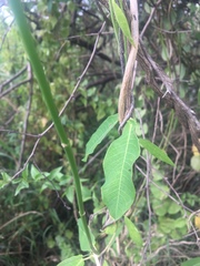 Rhabdadenia madida