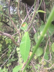 Rhabdadenia madida