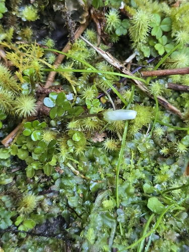 Oxalis magellanica observed 2026-10-21
