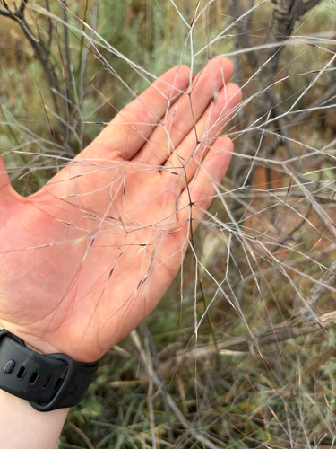 Austrostipa elegantissima observed 2026-10-23
