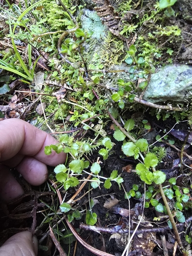 Epilobium pedunculare observed 2026-10-21
