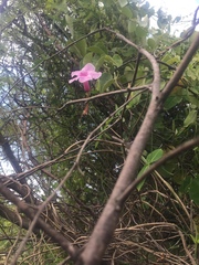 Rhabdadenia madida