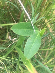 Rhabdadenia madida