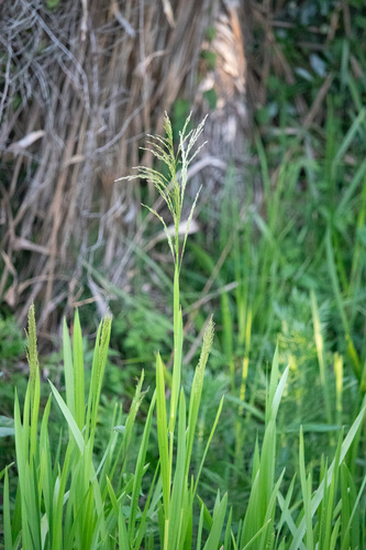Glyceria maxima observed 2026-10-23