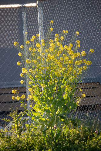Brassica rapa observed 2026-10-23